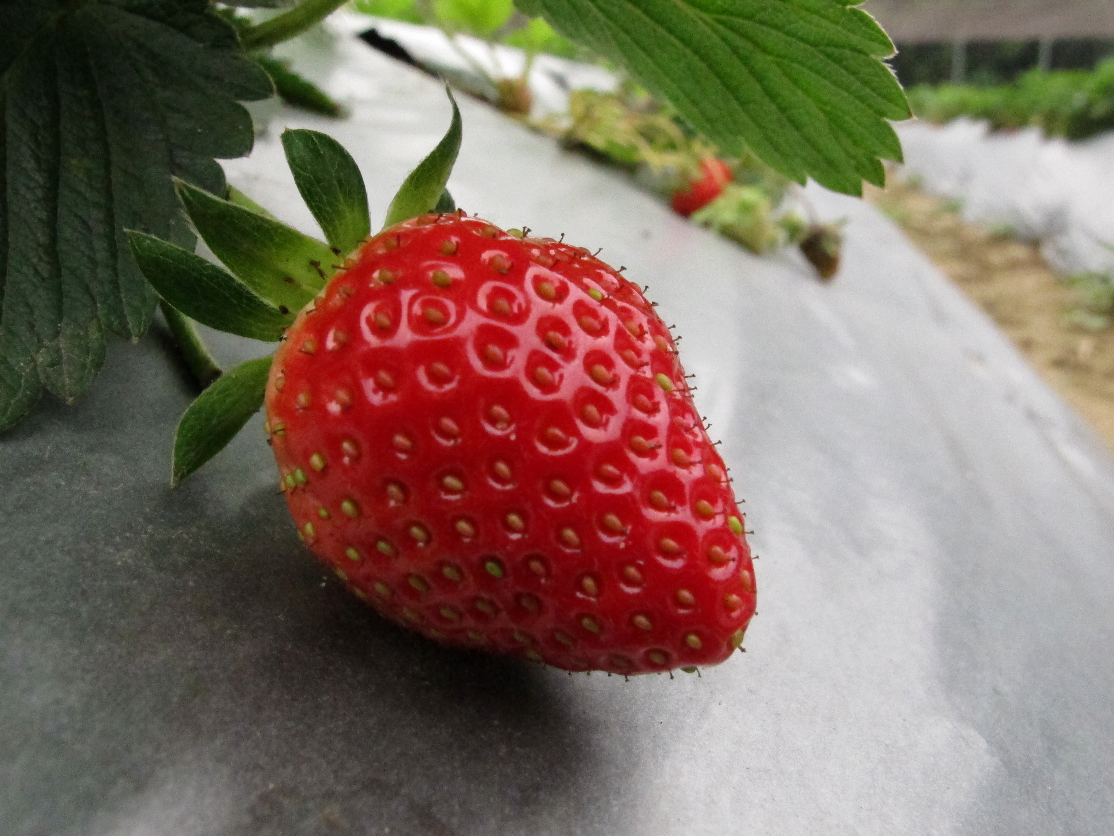 竹南第ㄧ家幸福草莓園 沙地草莓