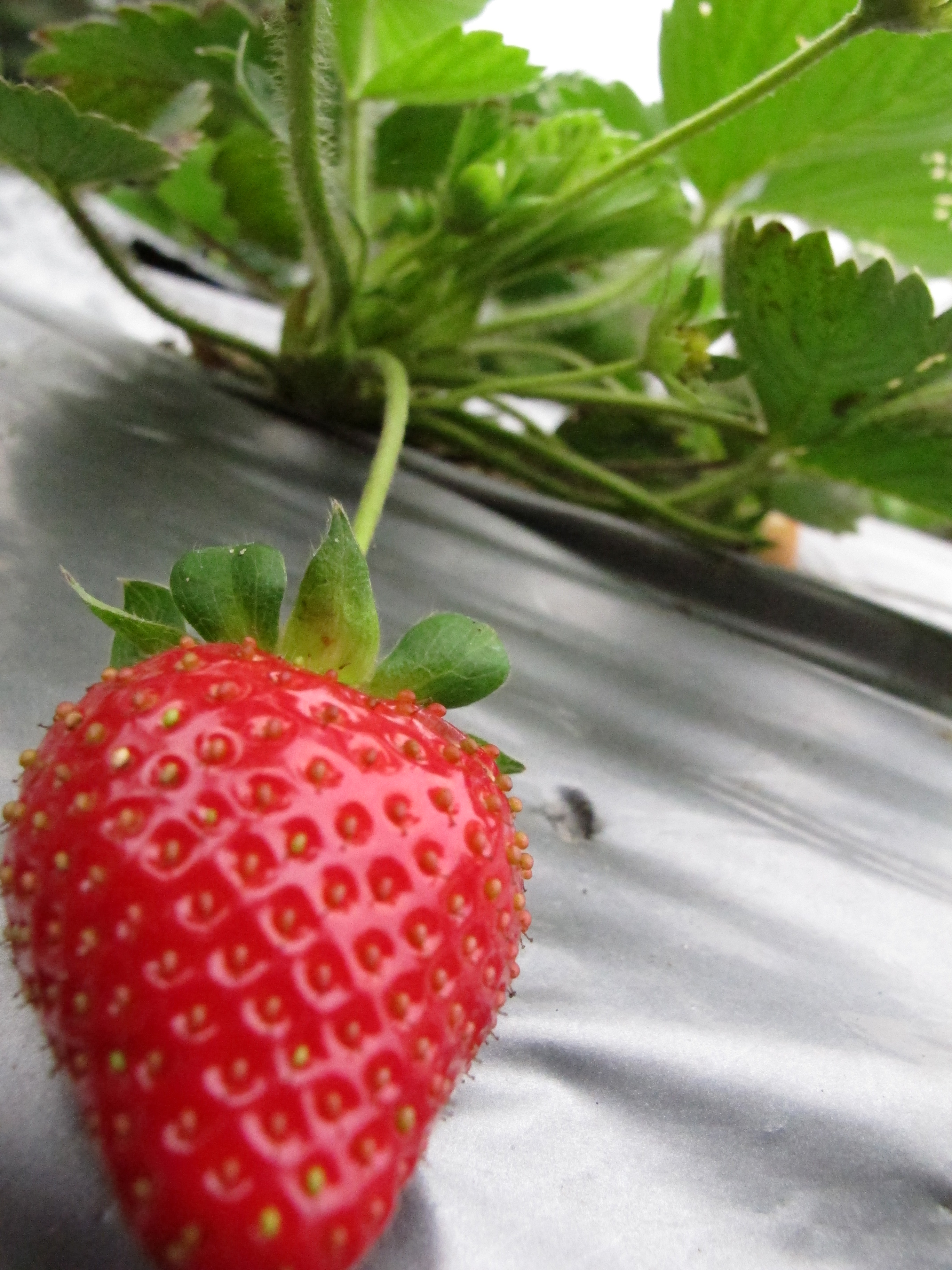 竹南第ㄧ家幸福草莓園 沙地草莓