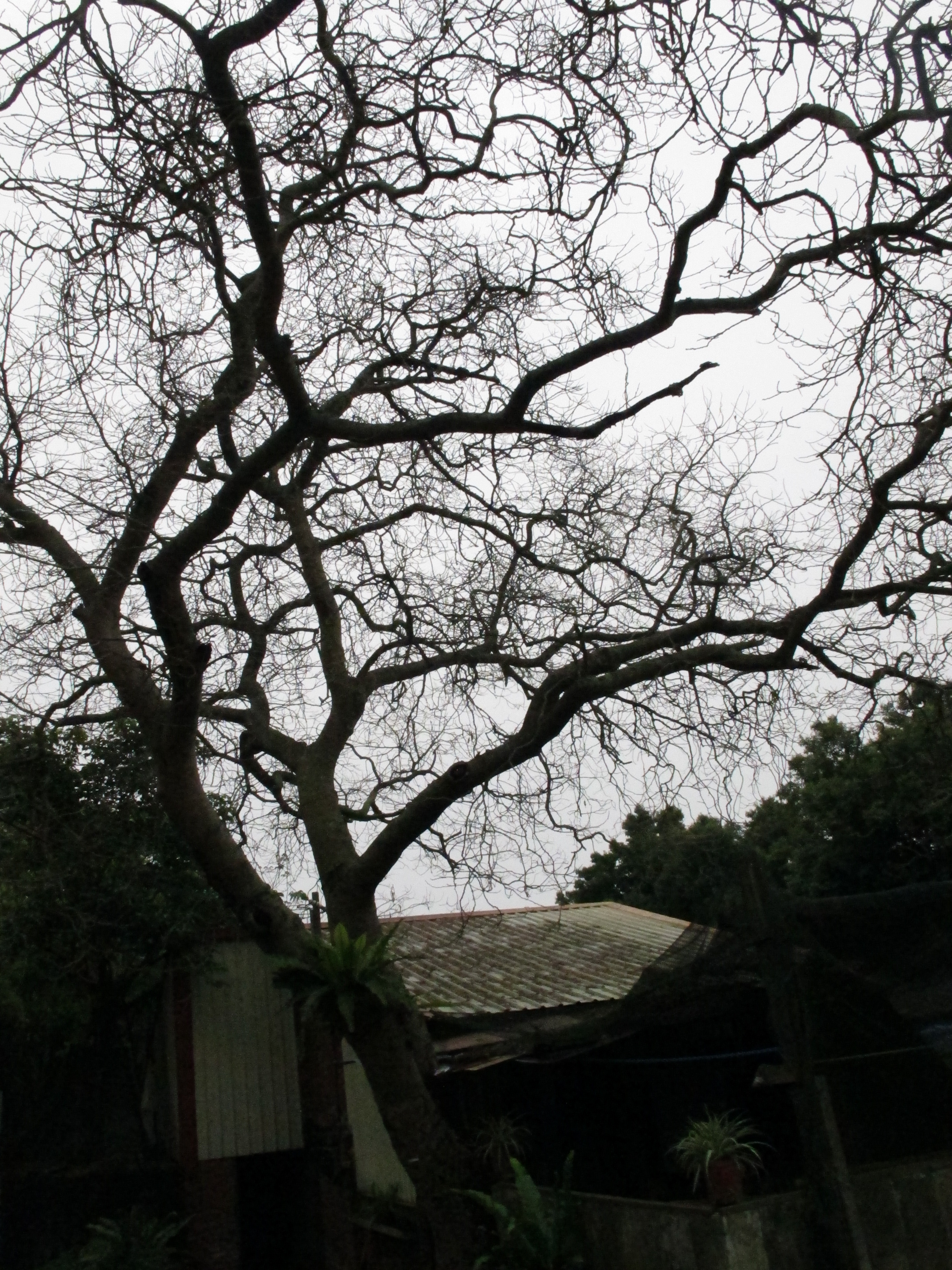農園旁的百年雨豆樹 在 舞則飛 的鏡頭下顯得更有特色 