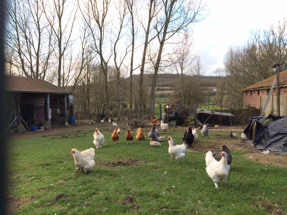 鄉村鄰居的雞隻